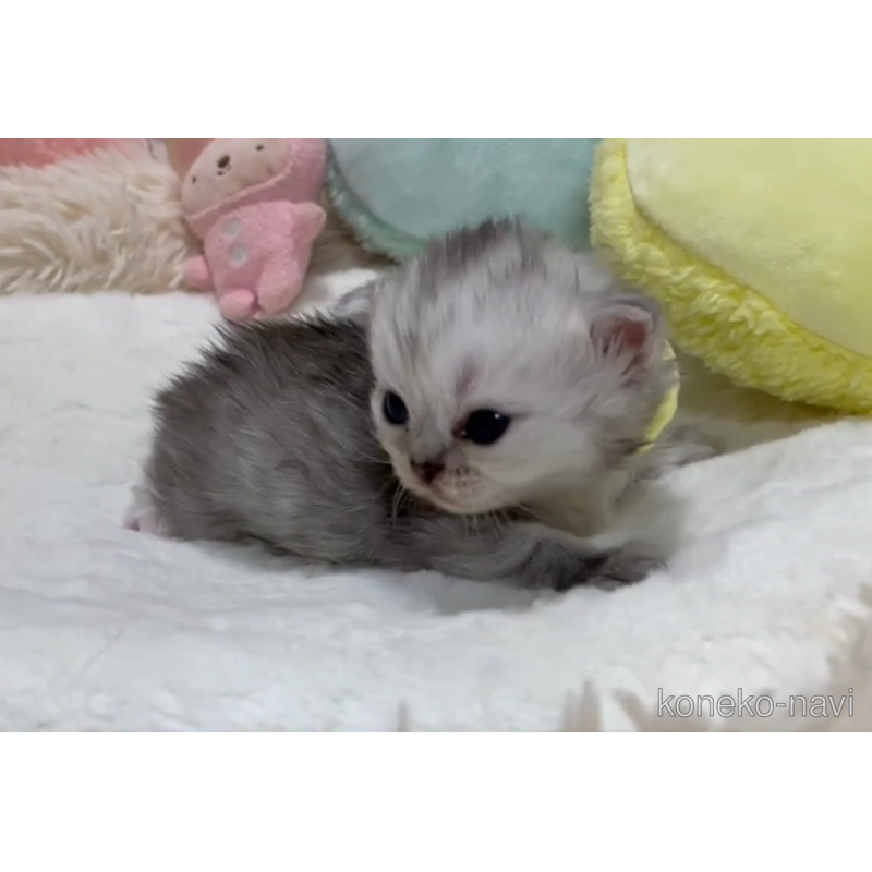 販売中の静岡県のミックス-123416の2枚目